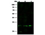 IL-17F Antibody in Western Blot (WB)