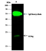 IL1F9 Antibody in Immunoprecipitation (IP)