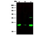 IL1F9 Polyclonal Antibody