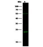 IL-21 Polyclonal Antibody