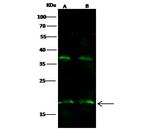 IL-5 Polyclonal Antibody