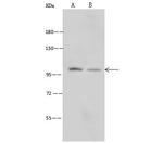 ITGA3 Antibody in Western Blot (WB)