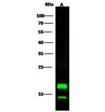 SCF Polyclonal Antibody