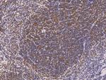 LILRB4 Polyclonal Antibody