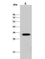 MCL-1 Polyclonal Antibody