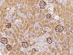 Podoplanin Antibody in Immunohistochemistry (Paraffin) (IHC (P))
