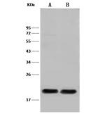 PLA2 Polyclonal Antibody