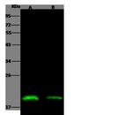 Pleiotrophin Antibody in Western Blot (WB)