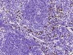 S100A8 Antibody in Immunohistochemistry (Paraffin) (IHC (P))