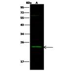SDF2 Antibody in Western Blot (WB)
