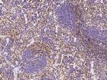 CD162 Polyclonal Antibody