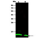 Thioredoxin 1 Antibody in Western Blot (WB)