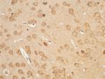 UCHL3 Antibody in Immunohistochemistry (Paraffin) (IHC (P))