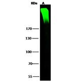 ARID1A Polyclonal Antibody