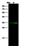 ATP6IP2 Antibody in Western Blot (WB)