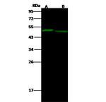EED Polyclonal Antibody