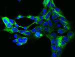 EIF2S1 Antibody in Immunocytochemistry (ICC/IF)