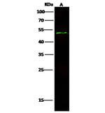 JMJD6 Antibody in Western Blot (WB)