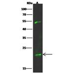 K-Ras Polyclonal Antibody