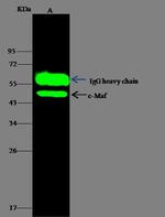 c-MAF Antibody in Immunoprecipitation (IP)