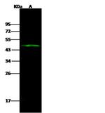 c-MAF Antibody in Western Blot (WB)
