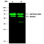MEK1 Antibody in Immunoprecipitation (IP)
