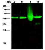 MEK1 Antibody in Western Blot (WB)
