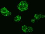 MUC1 Antibody in Immunocytochemistry (ICC/IF)