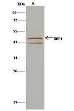 MYOD Antibody in Immunoprecipitation (IP)