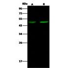 MYOD Polyclonal Antibody