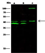 NFYA Antibody in Western Blot (WB)