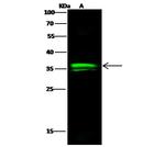 OTX1 Polyclonal Antibody