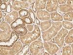 EBP1 Antibody in Immunohistochemistry (Paraffin) (IHC (P))