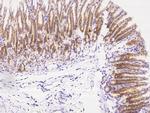 EBP1 Antibody in Immunohistochemistry (Paraffin) (IHC (P))