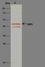 EBP1 Antibody in Immunoprecipitation (IP)