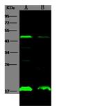EBP1 Antibody in Western Blot (WB)