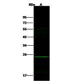 PDGF-B Polyclonal Antibody