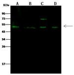 RING1 Antibody in Western Blot (WB)