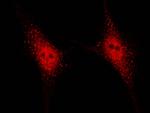 SENP8 Antibody in Immunocytochemistry (ICC/IF)