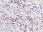 SENP8 Antibody in Immunohistochemistry (Paraffin) (IHC (P))