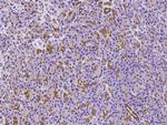SENP8 Antibody in Immunohistochemistry (Paraffin) (IHC (P))