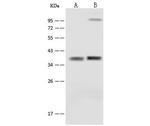 SFXN5 Polyclonal Antibody
