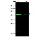 SMAD7 Polyclonal Antibody
