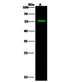 SMAD9 Antibody in Western Blot (WB)