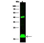 SUMO2 Antibody in Western Blot (WB)