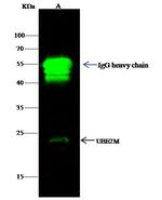 UBE2M Antibody in Immunoprecipitation (IP)