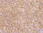CHCHD4 Polyclonal Antibody
