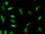 eIF3g Antibody in Immunocytochemistry (ICC/IF)