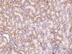eIF3g Antibody in Immunohistochemistry (Paraffin) (IHC (P))