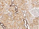 eIF3g Antibody in Immunohistochemistry (Paraffin) (IHC (P))